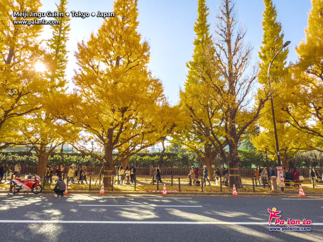 Meiji Jingu Gaien